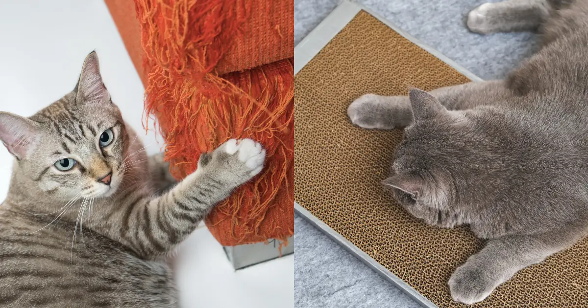 A cat using a scratching post next to a scratched sofa as a solution to furniture damage